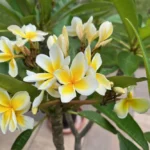Plumeria: The Fragrant Jewel of Tropical Gardens
