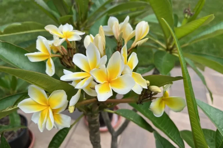 Plumeria: The Fragrant Jewel of Tropical Gardens