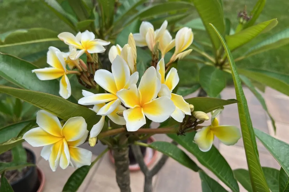 Plumeria: The Fragrant Jewel of Tropical Gardens